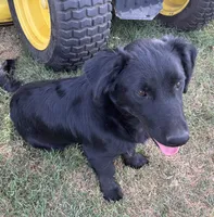 Sophia, a female Border Collie and Chiweenie for sale in Williams, CA – 3 of 5