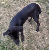 Trixy, a female Border Collie and Chiweenie for sale in Williams, CA – 4 of 5