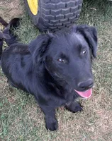 Sophia, a female Border Collie and Chiweenie for sale in Williams, CA – 2 of 5