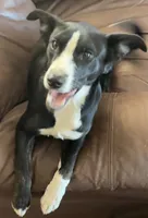 Pixie, a female Border Collie and Chiweenie for sale in Williams, CA – 4 of 7