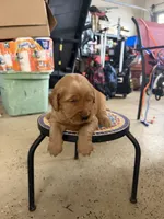 Lily, a male Golden Retriever for sale in Perris, CA – 5 of 8
