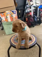 Lily, a male Golden Retriever for sale in Perris, CA – 8 of 8