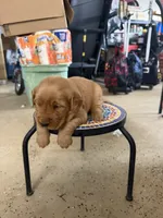 Lily, a male Golden Retriever for sale in Perris, CA – 7 of 8