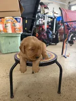 Lily, a male Golden Retriever for sale in Perris, CA – 4 of 8