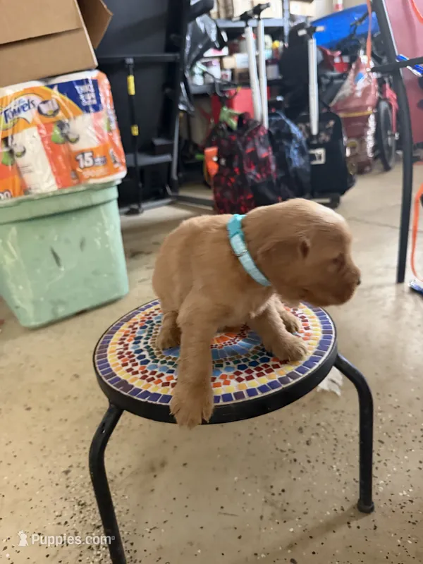 Lily – Golden Retriever puppy for sale in Perris, CA