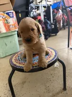 Lily, a male Golden Retriever for sale in Perris, CA – 6 of 8