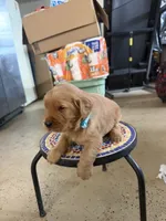 Lily, a male Golden Retriever for sale in Perris, CA – 3 of 8
