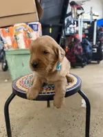 Lily, a male Golden Retriever for sale in Perris, CA – 2 of 8