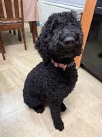 Gracie, a female Labradoodle for sale in Rio Rancho, NM – Photo 1 of 2