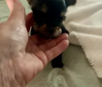 Teddy , a male Yorkshire Terrier for sale in Bixby, OK – 4 of 4