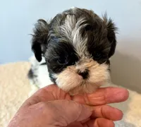 Sammy, a male Shih Tzu for sale in Bixby, OK – 8 of 8