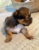 Sally, a female Shih Tzu for sale in Bixby, OK – 5 of 5
