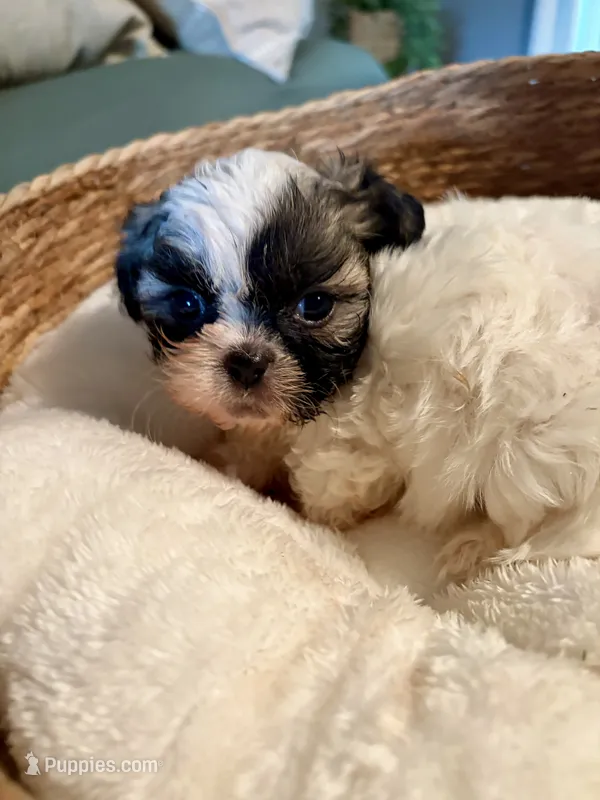 Timmy – Shih Tzu puppy for sale in Bixby, OK