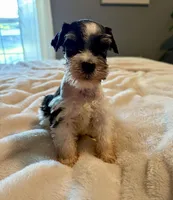 Rosko, a male Miniature Schnauzer for sale in Bixby, OK – Photo 3 of 4