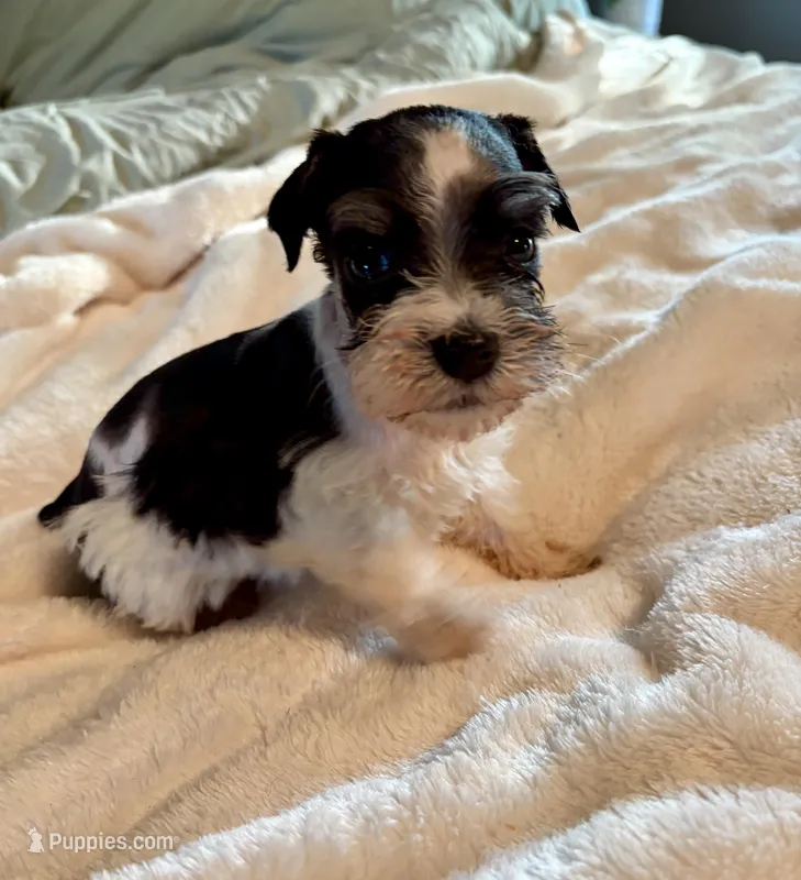 Rosko – Miniature Schnauzer puppy for sale in Bixby, OK