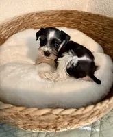 Rosko, a male Miniature Schnauzer for sale in Bixby, OK – Photo 4 of 4