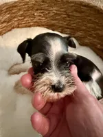 Rosko, a male Miniature Schnauzer for sale in Bixby, OK – Photo 2 of 4