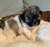 Simon, a male Havanese and Shih Tzu for sale in Bixby, OK – 3 of 5