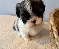 Sammy, a male Shih Tzu for sale in Bixby, OK – 7 of 8