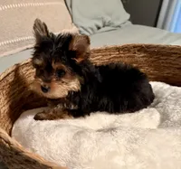 Sammy, a male Yorkshire Terrier for sale in Bixby, OK – 4 of 5