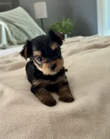 Claire, a female Yorkshire Terrier for sale in Bixby, OK – 3 of 4