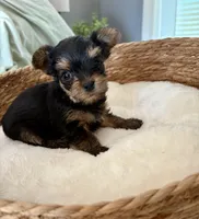 Chloe, a female Yorkshire Terrier for sale in Bixby, OK – 1 of 4