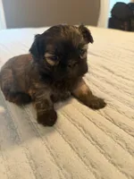 Sammy, a male Shih Tzu for sale in Bixby, OK – 4 of 4