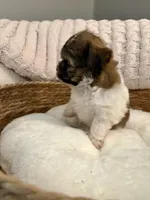 Nikko, a male Havanese and Shih Tzu for sale in Bixby, OK – Photo 4 of 4