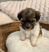 Nikko, a male Havanese and Shih Tzu for sale in Bixby, OK – Photo 3 of 4