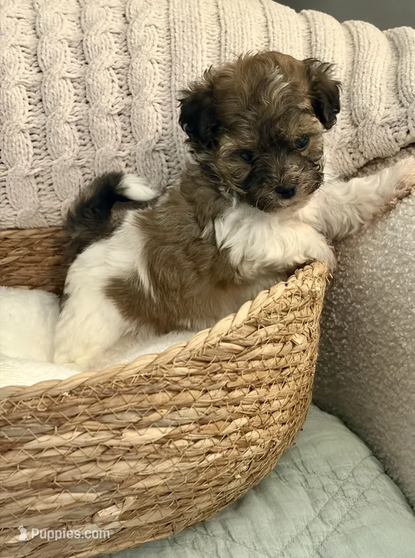 Nikko – Havanese, Shih Tzu puppy for sale in Bixby, OK