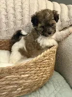 Nikko, a male Havanese and Shih Tzu for sale in Bixby, OK – Photo 1 of 4