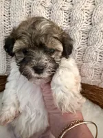 Nikko, a male Havanese and Shih Tzu for sale in Bixby, OK – Photo 2 of 4