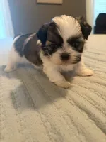 Leo, a male Shih Tzu for sale in Bixby, OK – 6 of 6