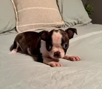 Sadie, a female Boston Terrier for sale in Bixby, OK – 2 of 5