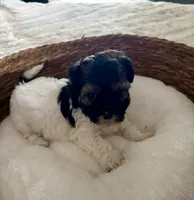 Carl, a male Shih Tzu for sale in Bixby, OK – 8 of 9