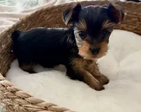 Susie, a female Yorkshire Terrier for sale in Bixby, OK – 2 of 4