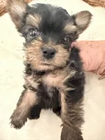 Chloe, a female Yorkshire Terrier for sale in Bixby, OK – 3 of 4
