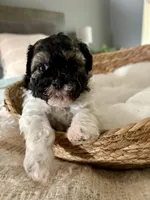 Carl, a male Shih Tzu for sale in Bixby, OK – 6 of 9