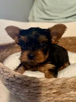 Toby, a male Yorkshire Terrier for sale in Bixby, OK – 4 of 4