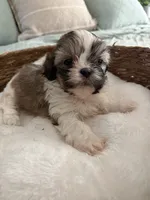 Samantha, a female Shih Tzu for sale in Bixby, OK – 2 of 3