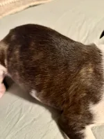 Sadie, a female Boston Terrier for sale in Bixby, OK – 5 of 5