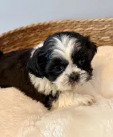 Gizmo, a male Shih Tzu for sale in Bixby, OK – 3 of 4