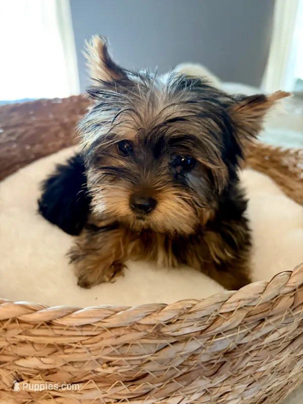 Max – Yorkshire Terrier puppy for sale in Bixby, OK