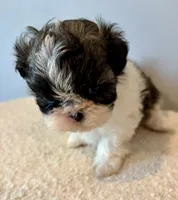 Sammy, a male Shih Tzu for sale in Bixby, OK – 6 of 8