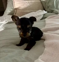 Teddy , a male Yorkshire Terrier for sale in Bixby, OK – 3 of 4