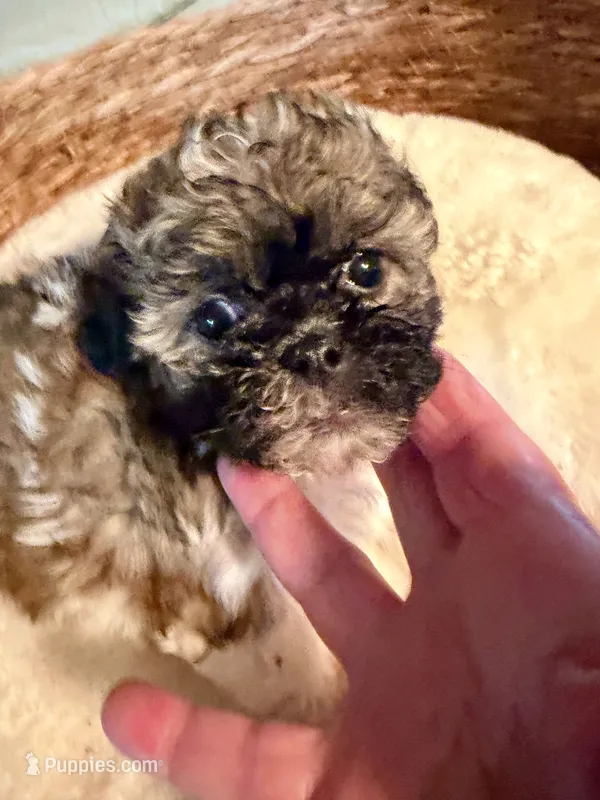 Petunia  – Havanese, Shih Tzu puppy for sale in Bixby, OK