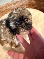 Petunia , a female Havanese and Shih Tzu for sale in Bixby, OK – 1 of 5