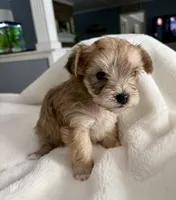 Sally, a female Yorkshire Terrier for sale in Bixby, OK – Photo 2 of 4