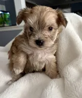 Sally, a female Yorkshire Terrier for sale in Bixby, OK – Photo 3 of 4