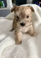 Sally, a female Yorkshire Terrier for sale in Bixby, OK – Photo 4 of 4